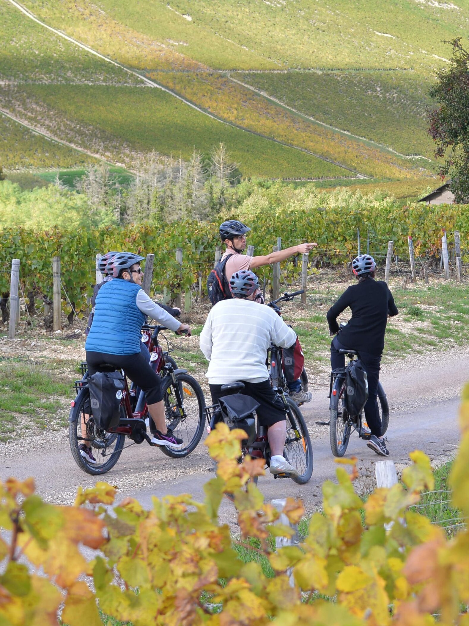 dans les vignes de chablis